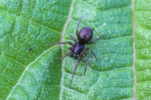 Réf. 300 416 : Dictyna uncinata
